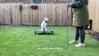 Noodle&rsquo;s Intro to Low Level Ecollar Pressure | Dog Training Jersey City