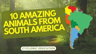 10 Amazing Animals From South America 🦁🌍  |  Cyclonic Education