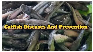 Catfish Diseases And Prevention!!