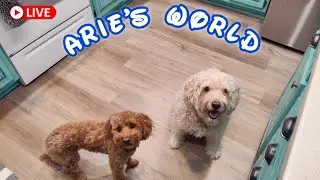 Arie's World is live! Happy Humpday come hang out with me and my doodle friend! 🧸