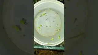 How to Safely Change Water for Guppy Fry Tanks! 🐟