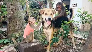 Can a Monkey and Dog Be Best Friends