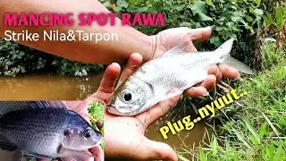 Spot Rawa dan Gorong-gorong..Strike Nila Tarpon dan Kepiting.