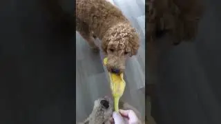 Goldendoodle with banana peel