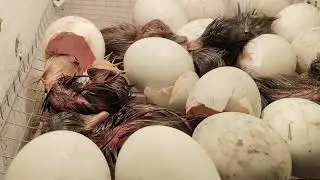 Hatching duckling