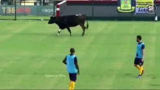 10 Craziest Animals Interference In Football | Funny Football Animal 2020