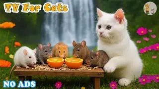 Interactive Cat TV NO ADS 😸Mouse Fun & Squabble for Food ~ The Ultimate Video to Entertain Your Cats