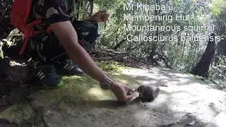 Hiking - Mt Kinabalu Squirrel