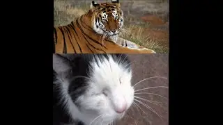 Tigers meow exactly like house cats, just a few octaves lower!