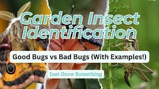 Garden Insect Identification - Good Bugs vs Bad Bugs (With Examples!)