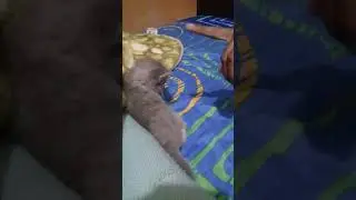 Instintos Felinos