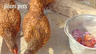 Wyandottes vs Golden sebrite/Golden subrite Quality birds in pakistan