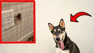 TOP REASON NOT TO OWN A GERMAN SHEPHERD HUSKY(SHEPSKY)