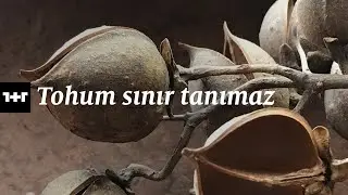 1+1 I Lalehan Uysal ile Kurda Kuşa, Aşa… Ve Göze sergisi üzerine I Tohum sınır tanımaz