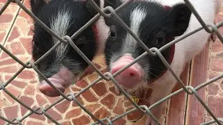 Cute! mini pig micro pig from Thailand หมูแคระ