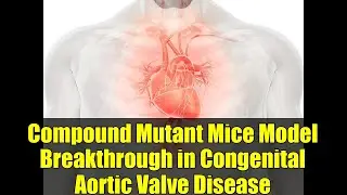 Compound Mutant Mice Model Breakthrough in Congenital Aortic Valve Disease | Cardiovascular Research