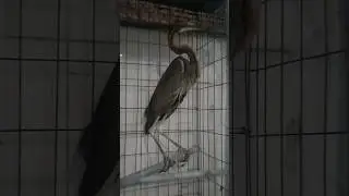 Diệc Xanh c&oacute; nằm trong top Lo&agrave;i Chim bị tuyệt chủng? #shorts #pets #saigon #jesus #blueheron #viral