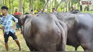 গাজীপুরের বিখ্যাত আমরাইদ হাট থেকে কুরবানীর মহিষের দাম জানুন #আমরাইদ গরুর হাট#2024 #amraid