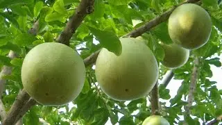 Crescentia cujete Beggar's Bowl tree