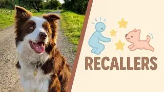 Dog Training Using Recallers Games Is There When You Need It Most