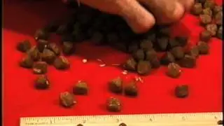 WARNING Wellness Pet Food!