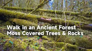Mossy Forest Walk, Chengdu China, Primeval Forest  Moss Covered  Trees and Rocks