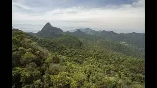 Hike the Tijuca Forest