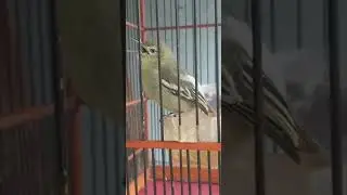 burung sirtu/cipao gacor