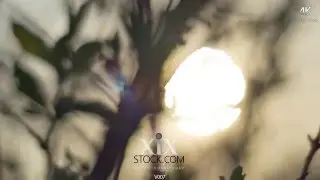 Big Sun Movement behind the leaves in nature background V007