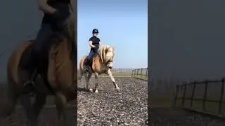 THIS HAFLINGER HAS THE MOVES 🔥🐎😍 #streamhorsetv #haflinger #horse #dressage #dance #movement #shorts