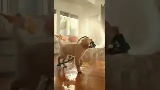 Can This Dog Destroy The Living Room?