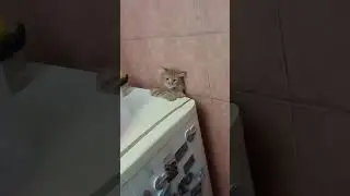 Аж падать перестал. Автор видео: @nedabre   #комментарии #мем #юмор
