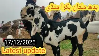 Multan Bakra mandi latest update, 17/12/2025, ملتان بکرا منڈی فریش اپڈیٹ 