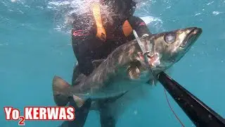 Chasse sous marine Bretagne - Chasse hivernale au gros lieus jaunes !