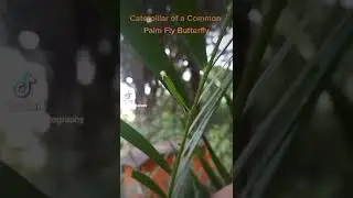 Common Palmfly Butterfly Caterpillar | #shorts #youtubeshorts #butterflies