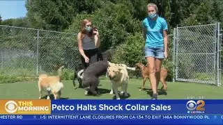 Petco Stops Selling 'Shock Collars'