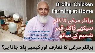 Broiler Chicken Farming At Home In Karachi by Dr Qamar Shamin Field Experience 44 Years