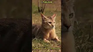 Top 5 Largest Domestic Cat Breeds
