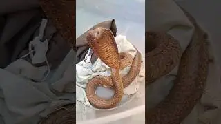 Angry Cape Cobra!