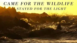 The Light Ruined My Wildlife Plans (In the Best Way) | Irish Coastline Photography