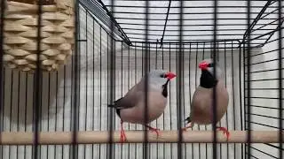 Long tailed finch makes crow sound !!!!