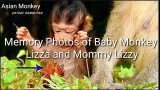 Photos Memory Of Baby Monkey Lizza And Mommy Lizzy, Miss Them So Much