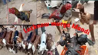  Lucknow nakhas murga Mandi goat, hen, pigeon, cat 💯pet #petlovers 