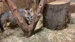 Welcome to our latest little gray fox.