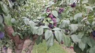 #fruit#farm#canada