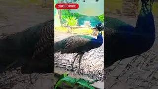 Indian Peafowl pair #ytshorts #nature #viral #birds #trending #wildlife #peacock #new #pets #no1