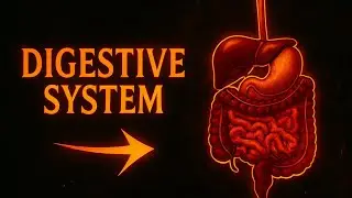 General Histology | digestive system part 1| مرحلة ثانية طب اسنان جامعة تكريت 