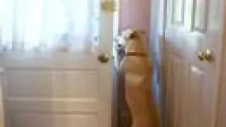 DOG OPENS DOOR!  And a REAL 