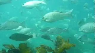Jervis Bay Down Under