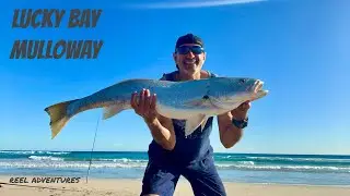 LUCKY BAY MULLOWAY